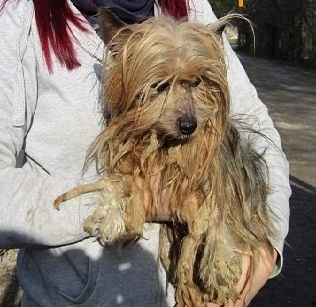 Pandi .... R.i.P. kleiner Engel