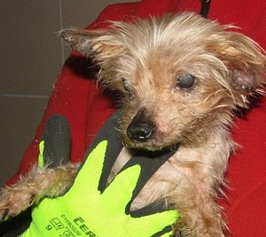 Nati .... R.I.P. kleiner Engel